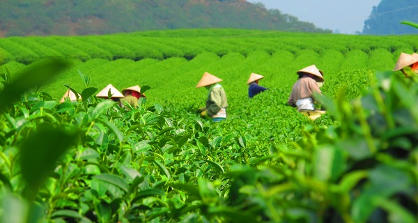 用科學(xué)說話春茶是否存在農(nóng)藥超標(biāo)問題？用農(nóng)藥殘留速測儀一測究竟！